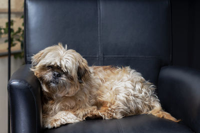 Portrait of dog relaxing on sofa at home