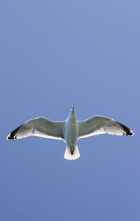 Low angle view of seagull flying against clear blue sky