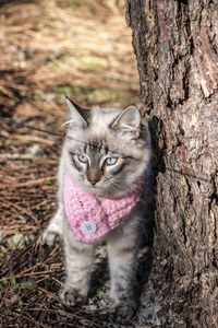 Portrait of a cat on tree trunk