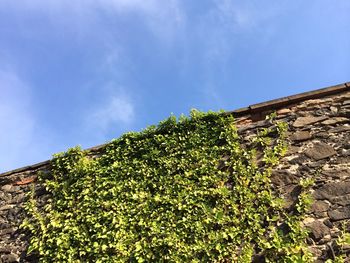 Low angle view of plants against blue sky