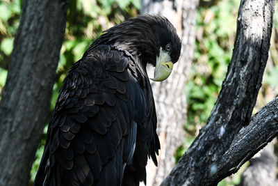 Close-up of bird perching on tree