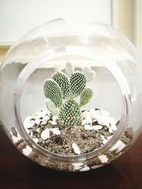 High angle view of plant in glass bowl on table