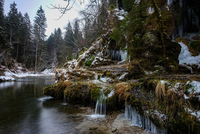 Plants and trees by lake in forest