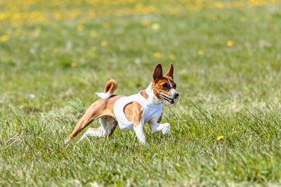 Basenji dog running in white jacket on coursing field at competition in summer