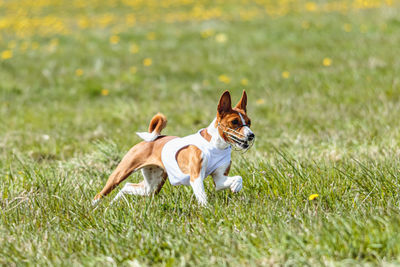 Dog running on field