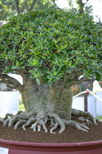 Close-up of sculpture by potted plants