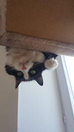 Close-up portrait of cat