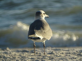 Seagull perching on a beach