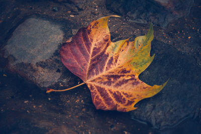 High angle view of dry maple leaf
