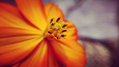 Close-up of orange day lily blooming outdoors