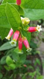 Close-up of pink roses on plant