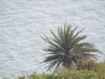 High angle view of palm tree on beach