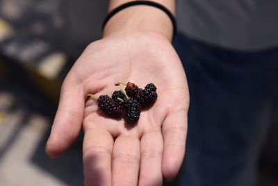 Close-up of cropped hand holding plant