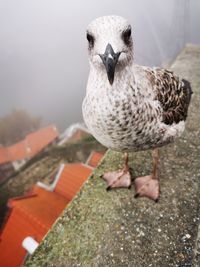 High angle view of pigeon perching on a wall