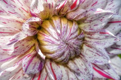 Extreme close up of pink flower