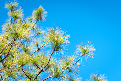 Low angle view of flowering plants against blue sky