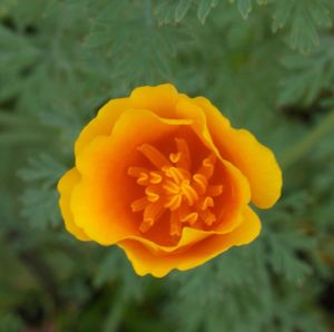 Close-up of yellow flower blooming outdoors