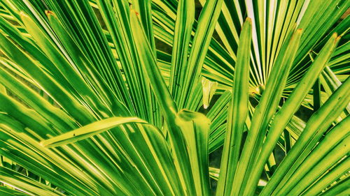 Full frame shot of palm leaves