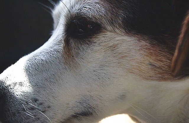 one animal, animal themes, domestic animals, mammal, pets, animal head, close-up, animal body part, dog, part of, indoors, animal hair, looking away, animal eye, snout, animal nose, no people, horse, side view, cropped