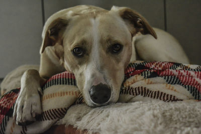 Close-up portrait of dog relaxing on bed at home