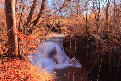 Scenic view of forest during autumn