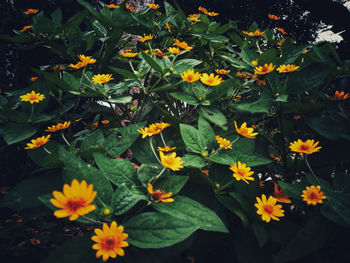 High angle view of flowering plants