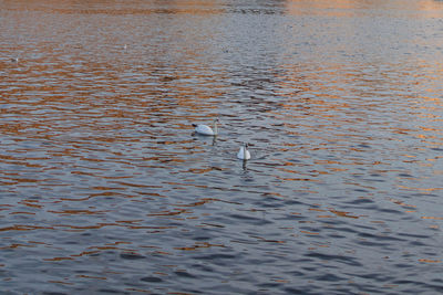High angle view of birds swimming in lake