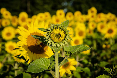 Close-up of yellow flowering plant