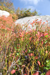 Close-up of flowering plants on field