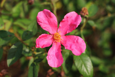 Close-up of pink flower blooming outdoors