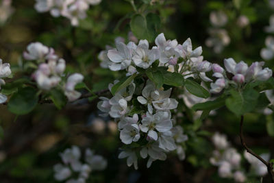 Close-up of white flowering plant