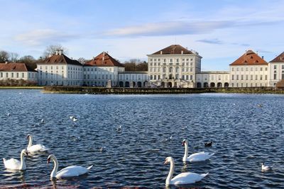 Swans swimming in lake against buildings