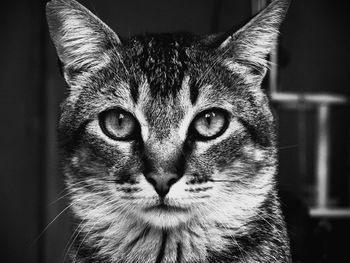 Close-up portrait of cat