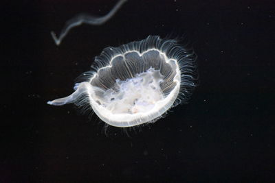 Close-up of jellyfish swimming in sea