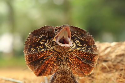 Close-up of frilled lizard