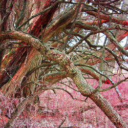 Low angle view of bare trees