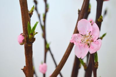 Close-up of pink flowers