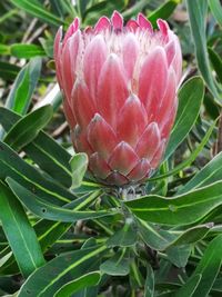 Close-up of pink flowering plant