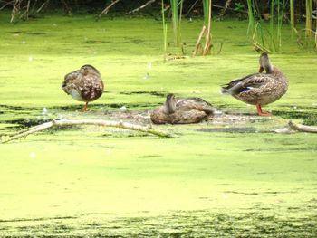 Duck in a lake