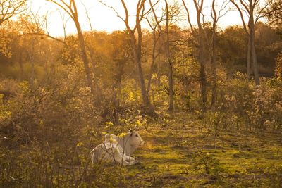 View of dog on field in forest