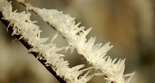 Close up of plant against blurred background