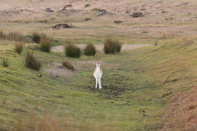 View of a horse on field