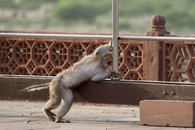 Side view of monkey on railing