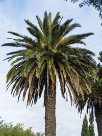 Low angle view of palm tree against sky