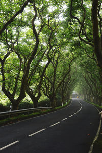 Empty road along trees