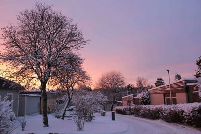 Bare trees against sky during winter