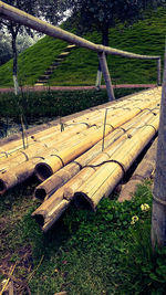 Trees on field