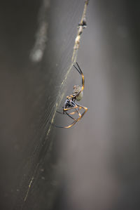 Close-up of spider on web