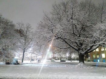 Bare trees on snow covered road