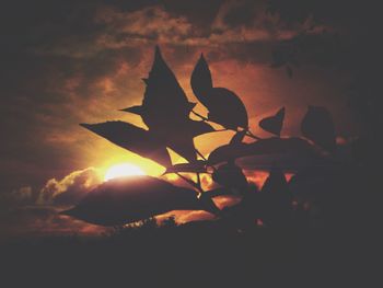 Close-up of plants against sky during sunset